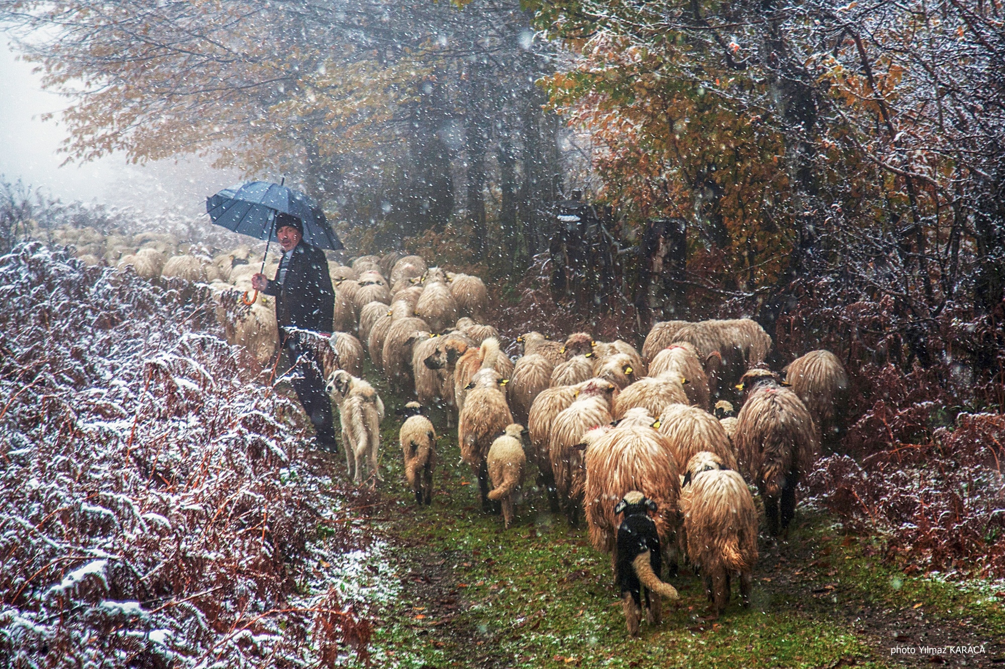 Aybastı Kabaktepe Mesire Alanı